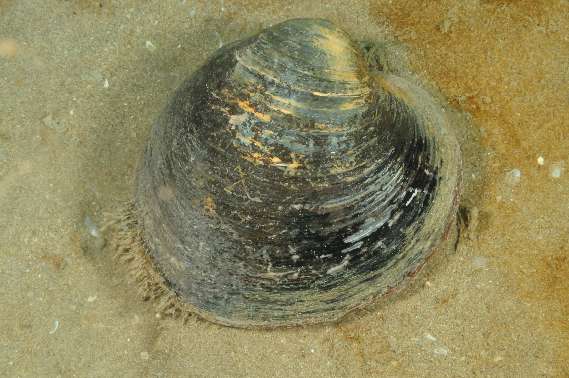 Представитель Семейства Arcticidae